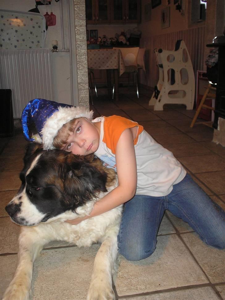 Sankt bernhardshund trine R I P 09- billede 6