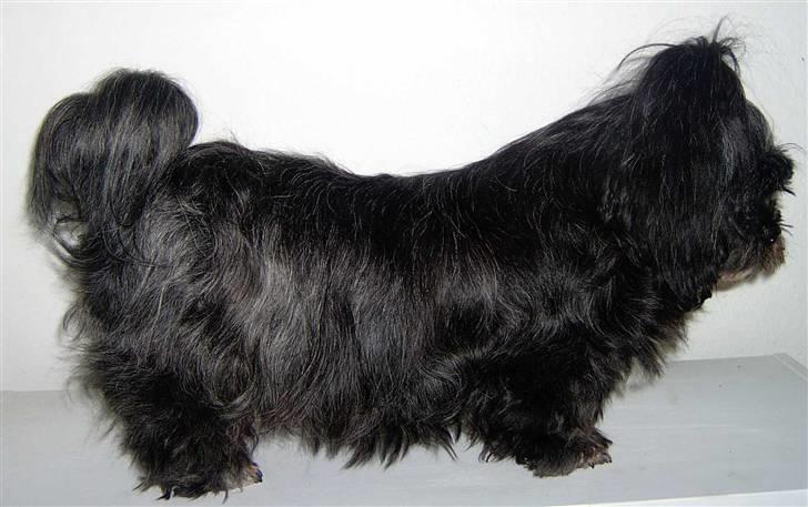Lhasa apso JUANITA - Nitte med maven fuld af hvalpe billede 12