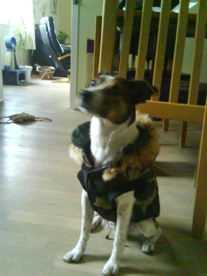 Blanding af racer Charlie - er jeg ikke flot far? billede 18