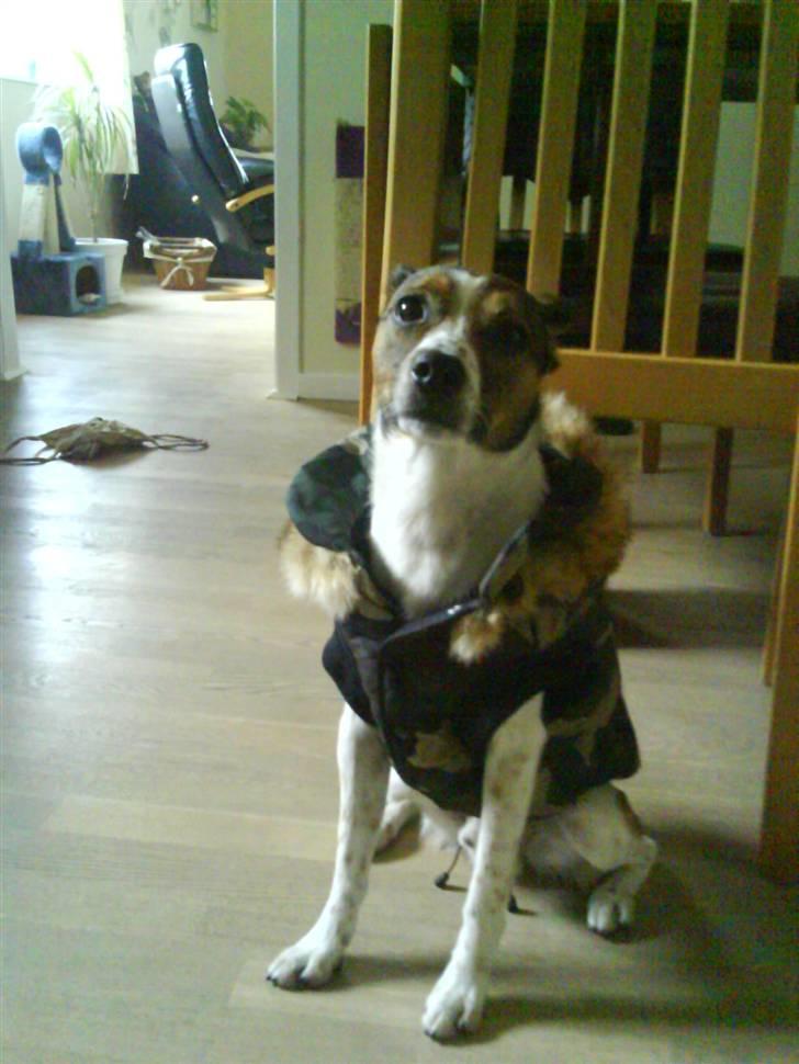 Blanding af racer Charlie - Hmm jeg vil gerne have den af igen...?! billede 19