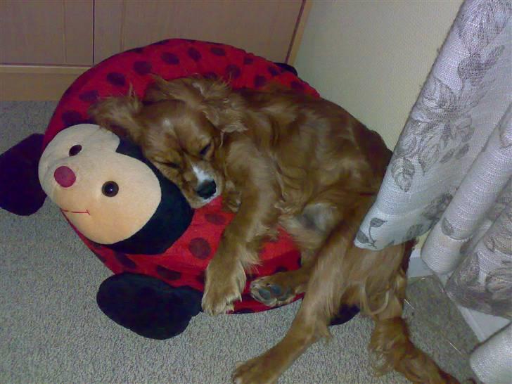 Cavalier king charles spaniel Samson billede 5