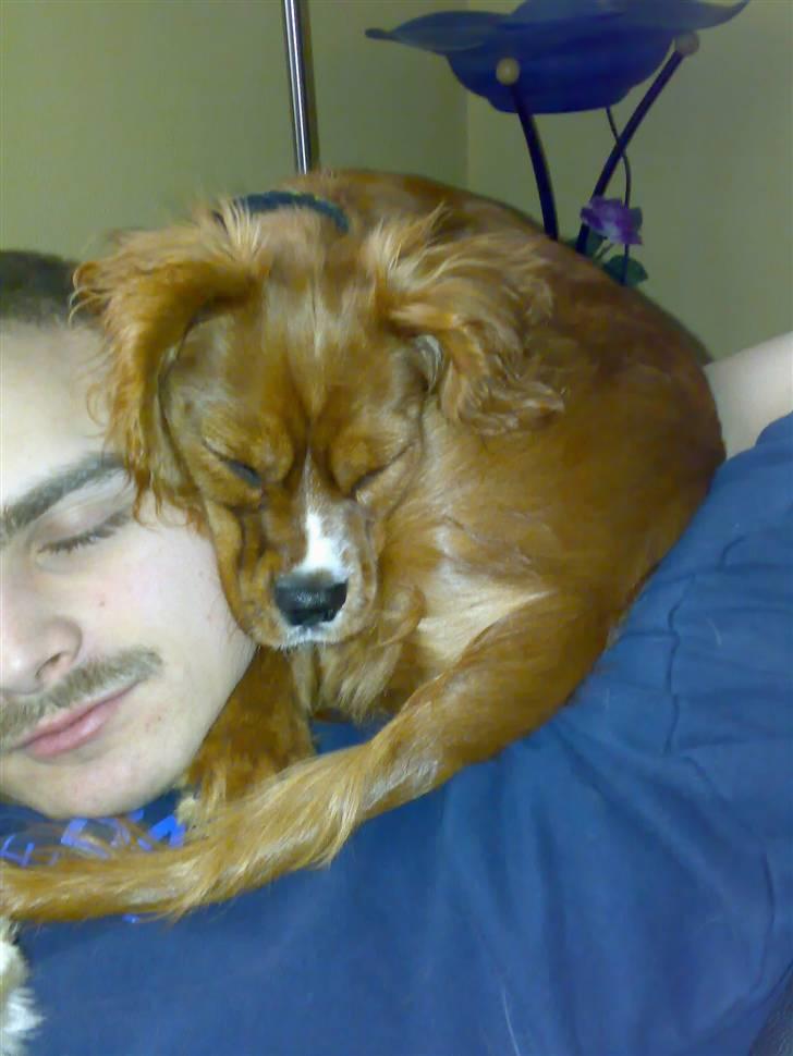 Cavalier king charles spaniel Samson billede 6