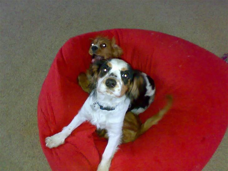 Cavalier king charles spaniel Bølle billede 2
