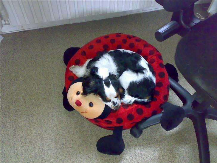 Cavalier king charles spaniel Bølle billede 3