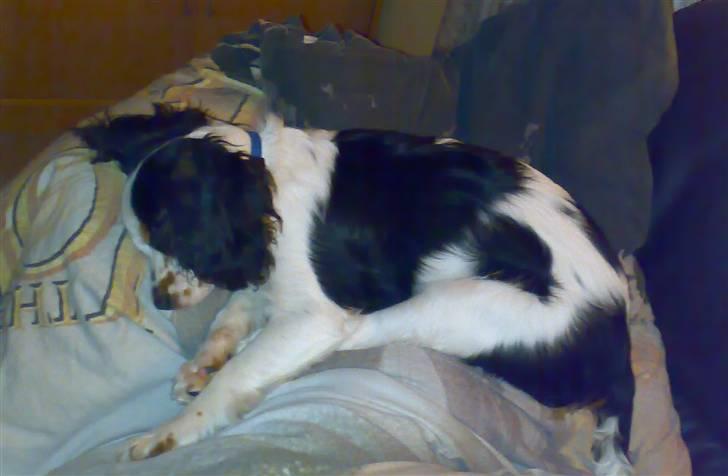 Cavalier king charles spaniel Bølle billede 4