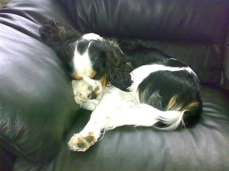 Cavalier king charles spaniel Bølle billede 5