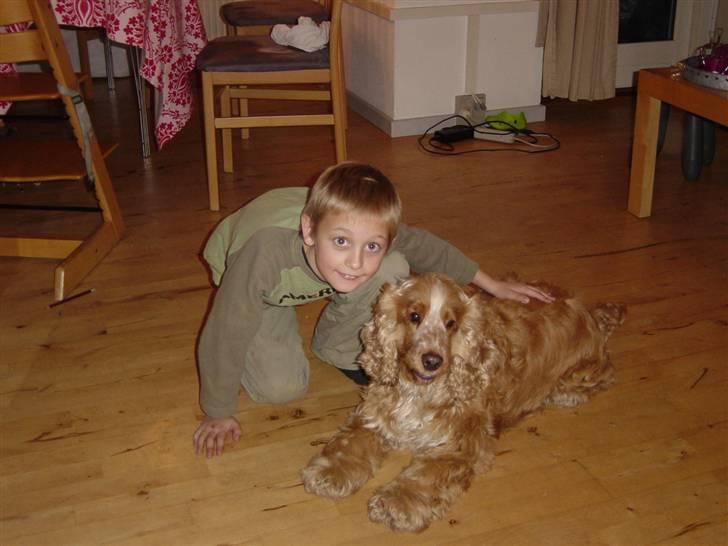 Cocker spaniel Bastian - Vi fik bastian den 19. nov og billede er for hans første dag ved os ;-) billede 1