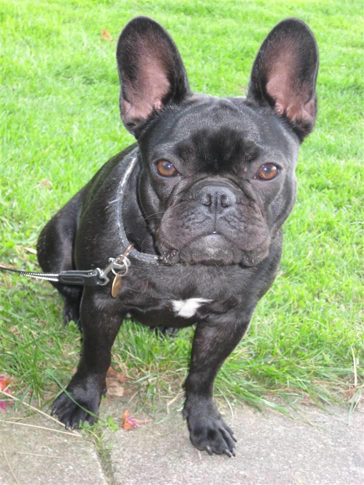 Fransk bulldog Emma - Se her er jeg som næsten voksen billede 1