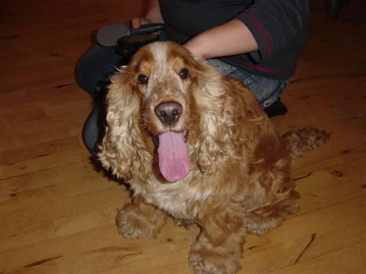 Cocker spaniel Bastian - Har er bare så dejlig, vores lille rullepølse. billede 2