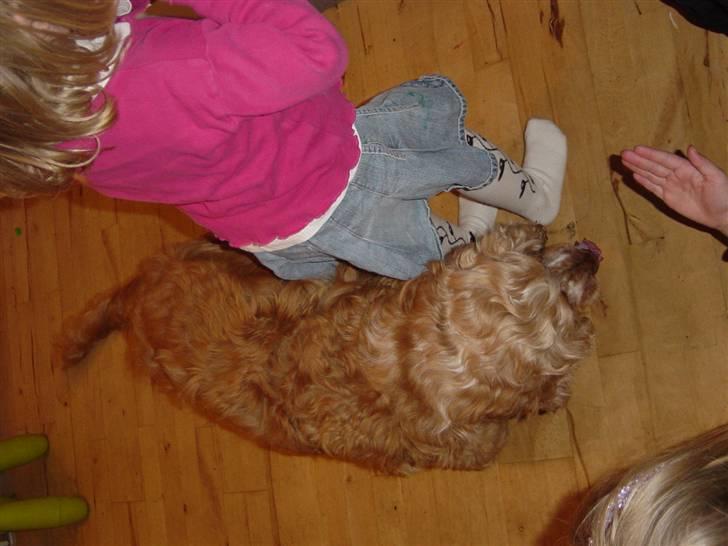 Cocker spaniel Bastian - Maya-sisse på 3 og Bastian har bare ikke tid til at stå stille de har travlt med at lære hinanden at kende, de leger med boldt. billede 3