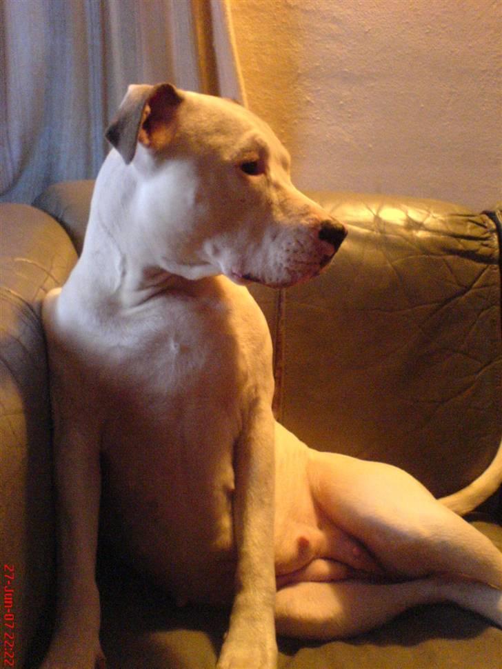 Blanding af racer Misha billede 2