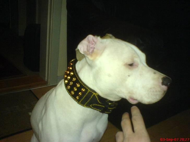 Blanding af racer Misha billede 3