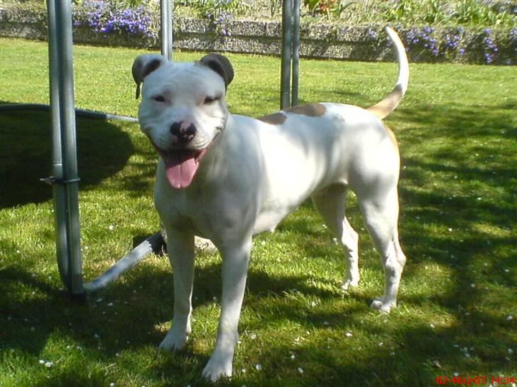 Blanding af racer Misha billede 4