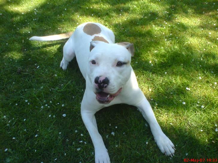 Blanding af racer Misha billede 5