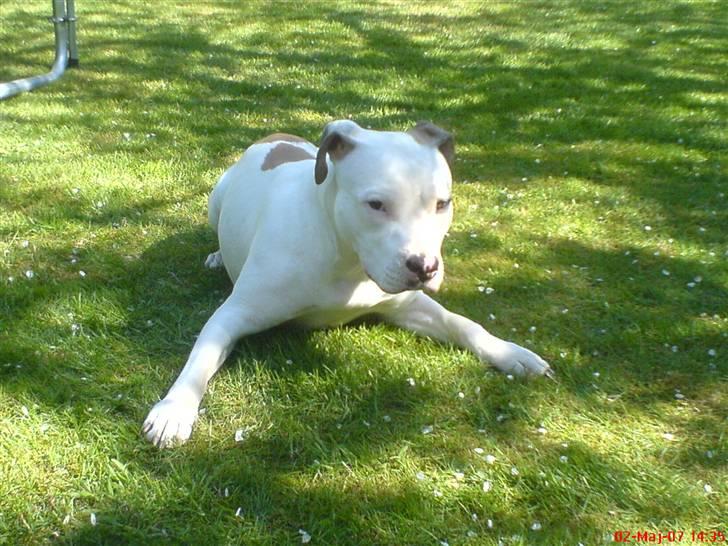 Blanding af racer Misha billede 6