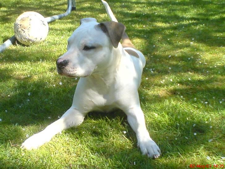 Blanding af racer Misha billede 7