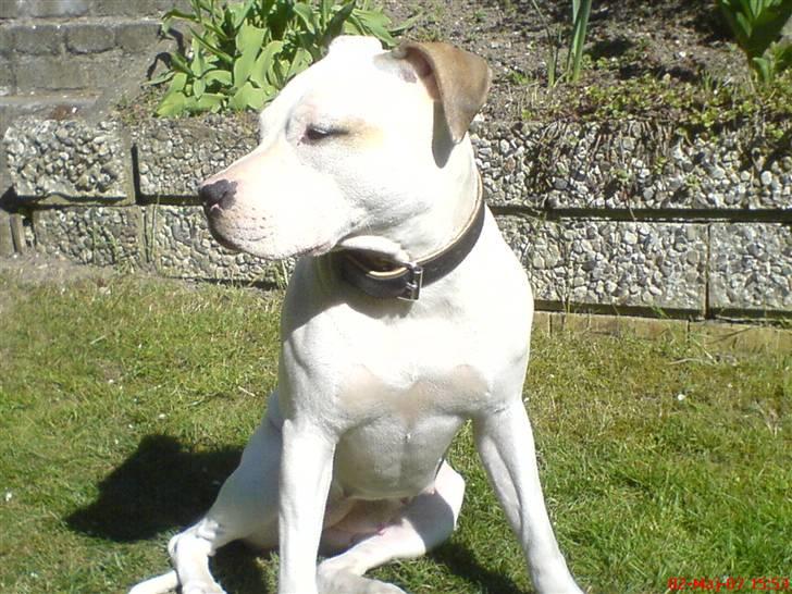 Blanding af racer Misha billede 8