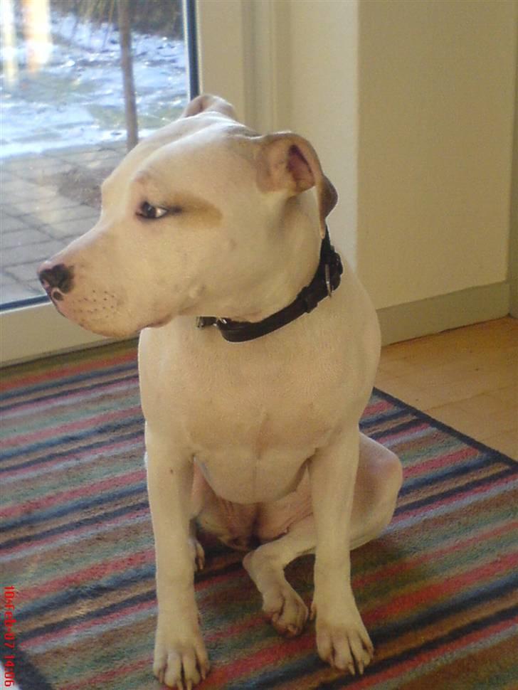 Blanding af racer Misha billede 9