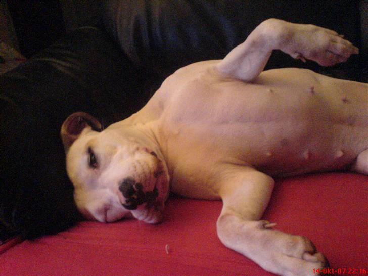 Blanding af racer Misha billede 10