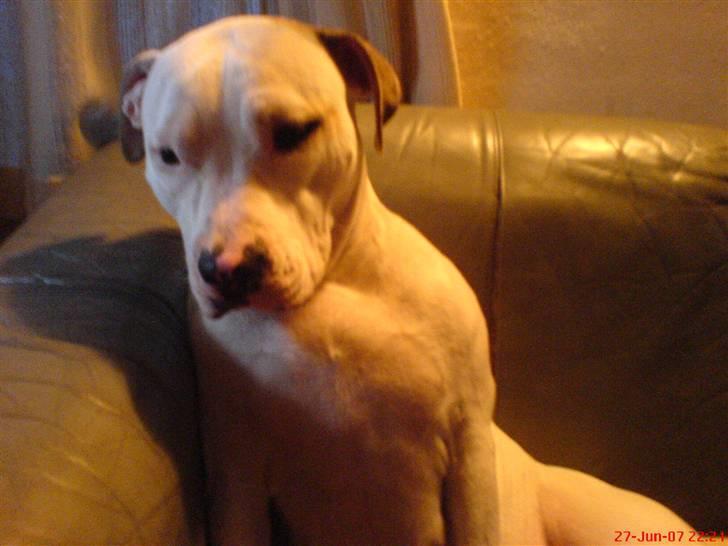 Blanding af racer Misha billede 11