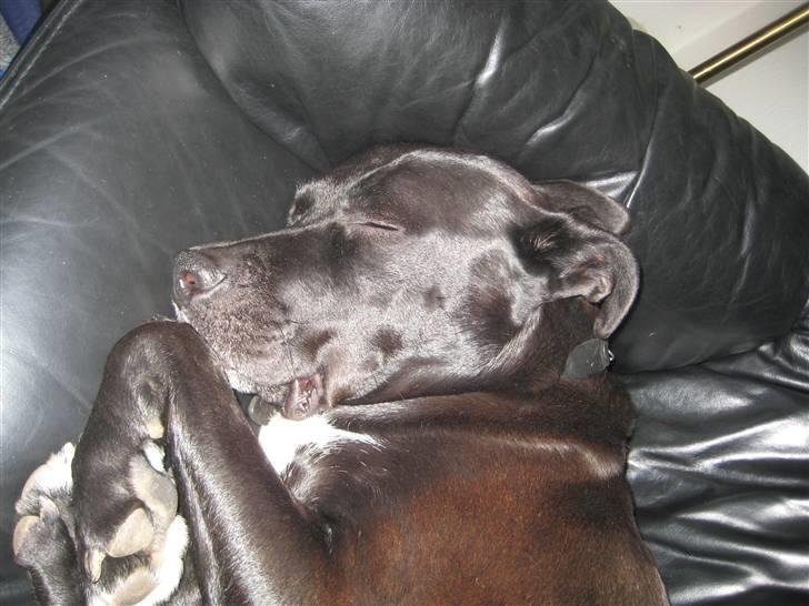 Blanding af racer Rocky billede 8