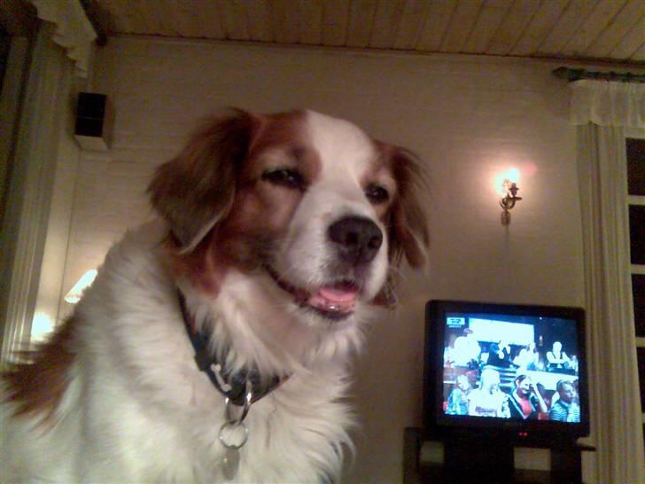 Dansk svensk gaardhund Oswald billede 7