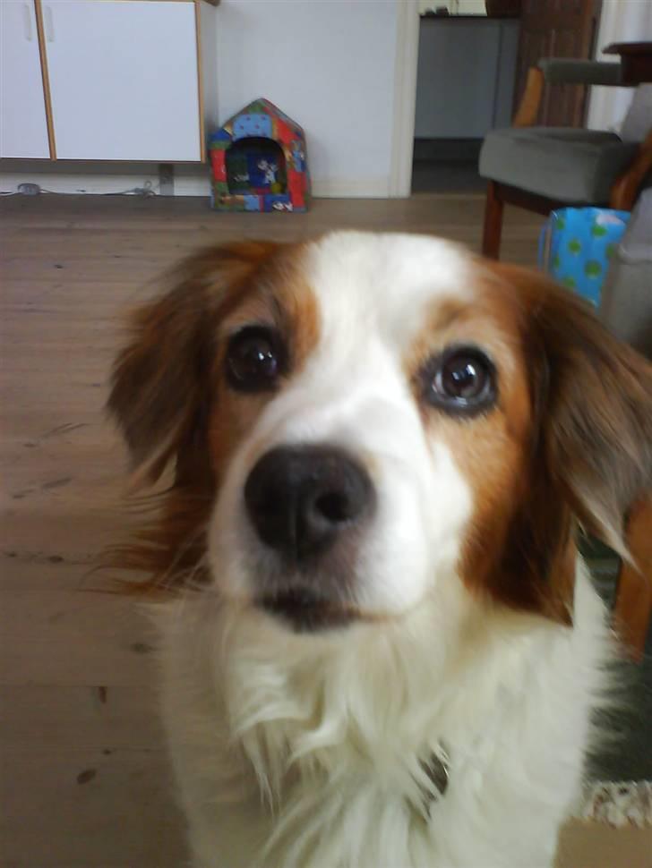 Dansk svensk gaardhund Oswald billede 8