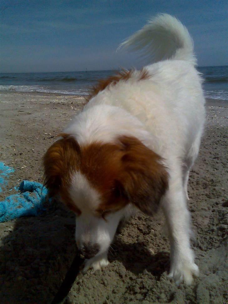 Dansk svensk gaardhund Oswald billede 9