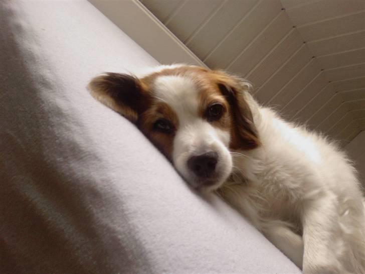 Dansk svensk gaardhund Oswald billede 10