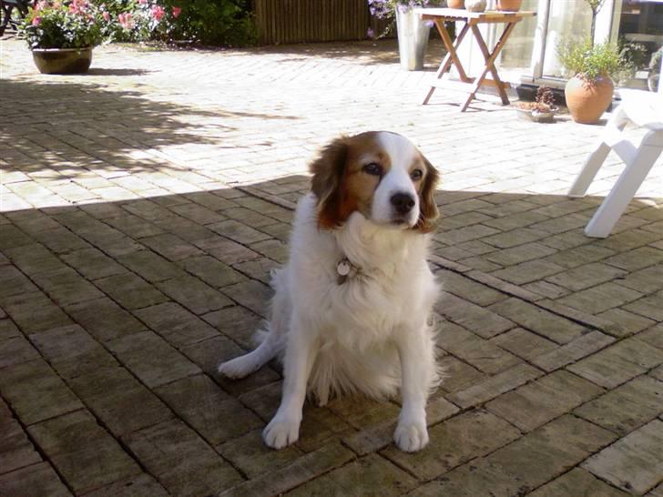 Dansk svensk gaardhund Oswald billede 11