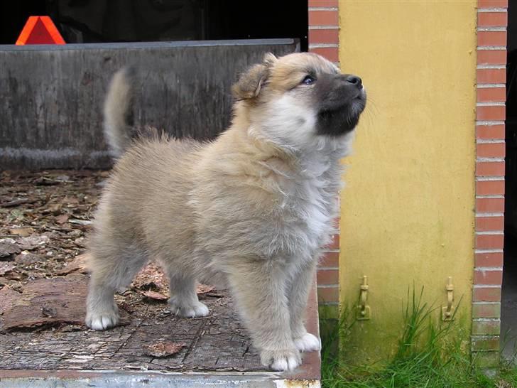 Islandsk fårehund Røtkjær's Siggi = Luffe  - Lille Luffe, taget af opdrætteren! Er han ikke bare nuttet? <33 billede 1