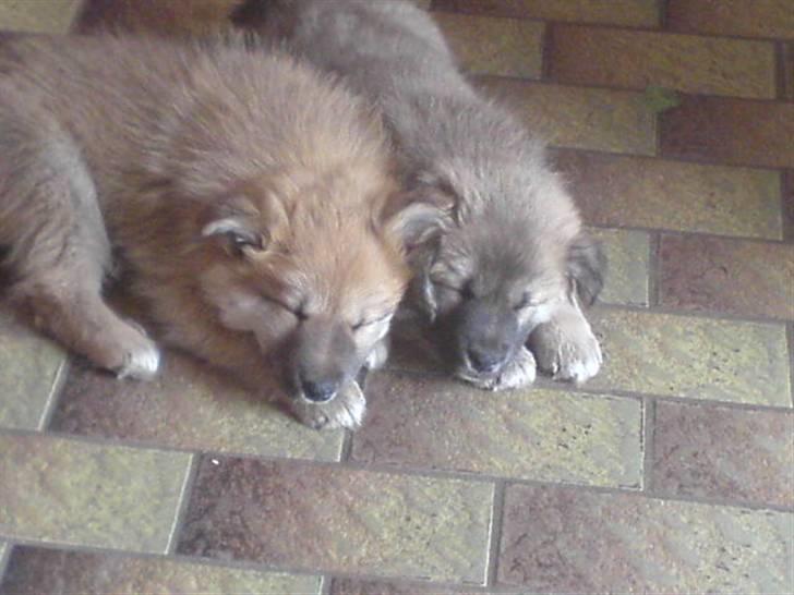 Islandsk fårehund Røtkjær's Siggi = Luffe  - Luffe der ligger på gulvet med hans søster Honey. Er de ikk søde!  billede 2