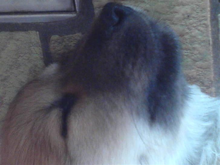 Islandsk fårehund Røtkjær's Siggi = Luffe  - Han lå på gulvet og sov, og så blev jeg bare nød til at tage et billede af ham! billede 3