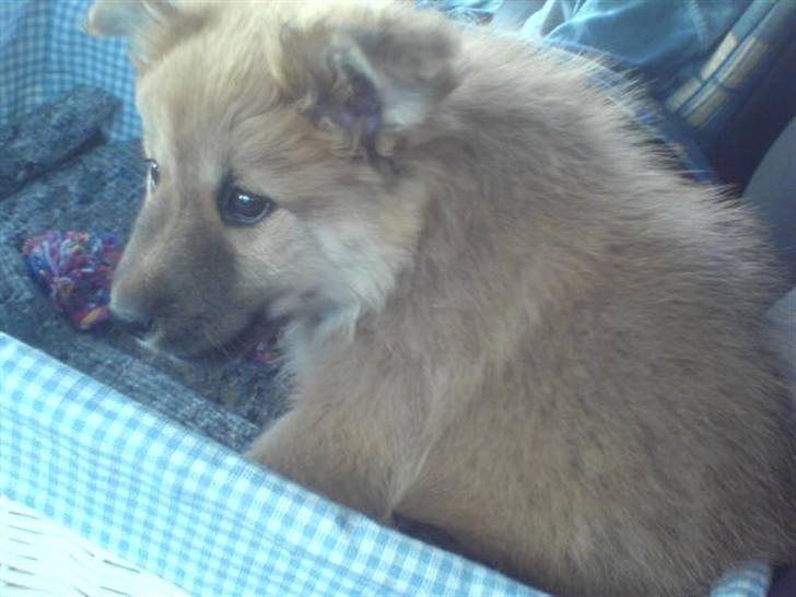 Islandsk fårehund Røtkjær's Siggi = Luffe  - I kurven på vej til til Holstebro, hvor vi lige har hentet ham. billede 4