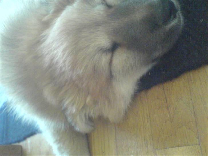 Islandsk fårehund Røtkjær's Siggi = Luffe  - Er han ikke bare dejlig? <33 billede 5