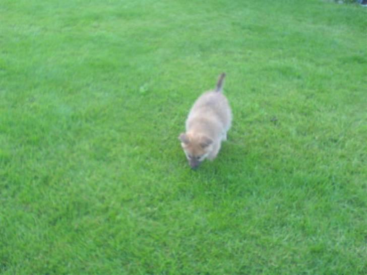 Islandsk fårehund Røtkjær's Siggi = Luffe  - Lille bitte Luffe! billede 6