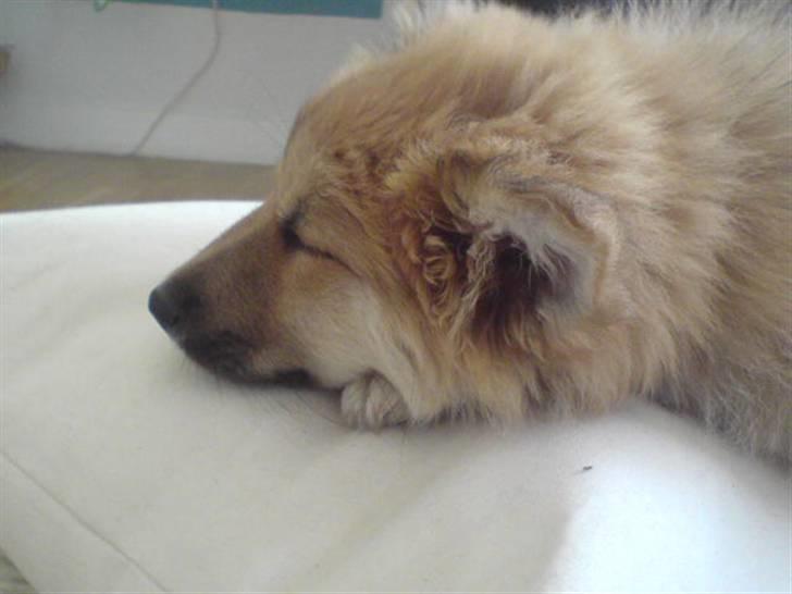 Islandsk fårehund Røtkjær's Siggi = Luffe  - Rigtig god billede af ham! billede 7