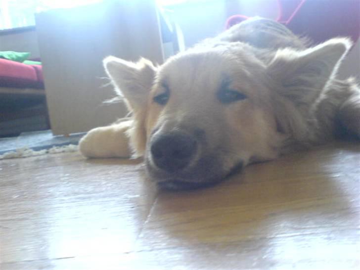 Islandsk fårehund Røtkjær's Siggi = Luffe  - Luffe sover :D , (igen) billede 8