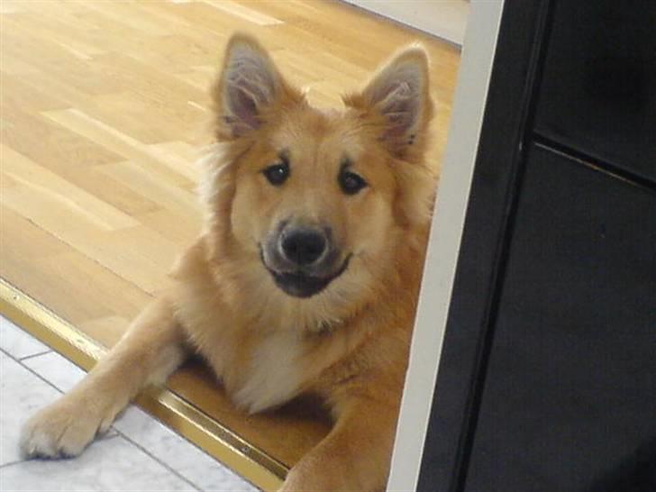 Islandsk fårehund Røtkjær's Siggi = Luffe  - Så kan man godt se hvor meget en hund vokser de første 8 mdr, ikk? DEjlige Hund!!<3 billede 9