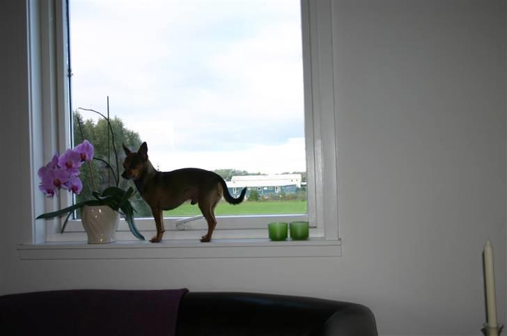 Chihuahua Dixi billede 8