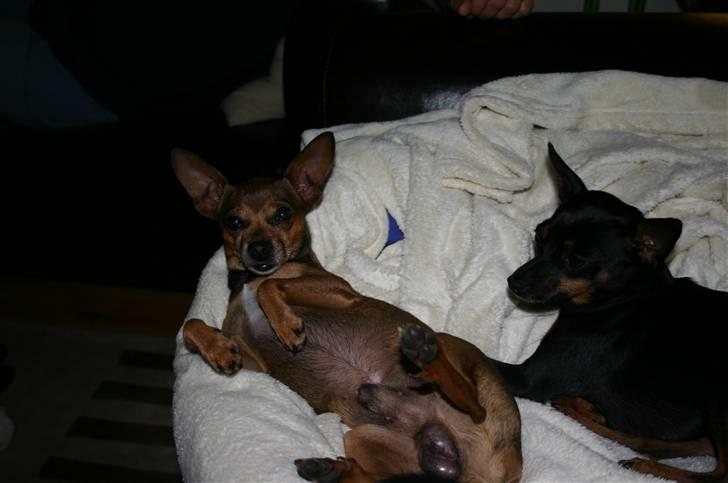 Chihuahua Dixi billede 9