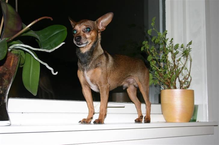 Chihuahua Dixi billede 11