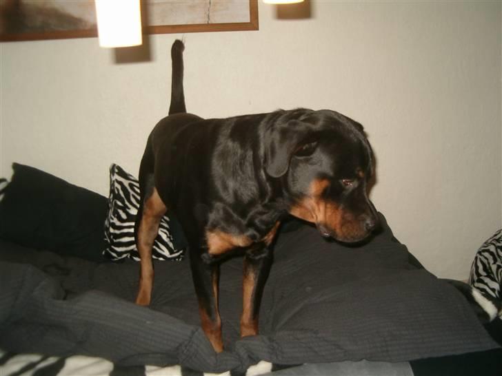 Rottweiler Rox *Solgt*  - Jeg er nok lige kongen i mors seng.. billede 18