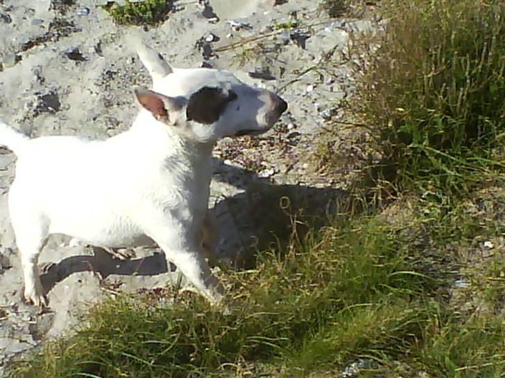 Bullterrier miniature Machon's Gogo Babe R.I.P  billede 19