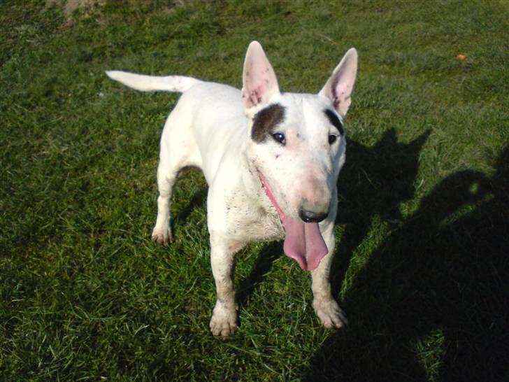 Bullterrier miniature Machon's Gogo Babe R.I.P  billede 20