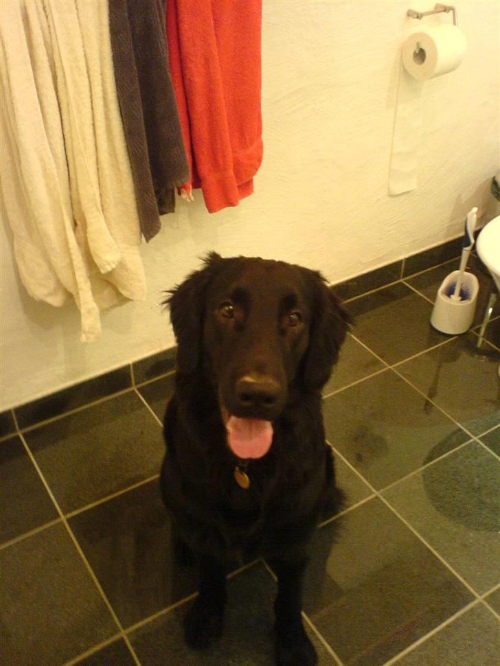 Flat coated retriever Charlie - Han er bare kær <3 :D billede 1