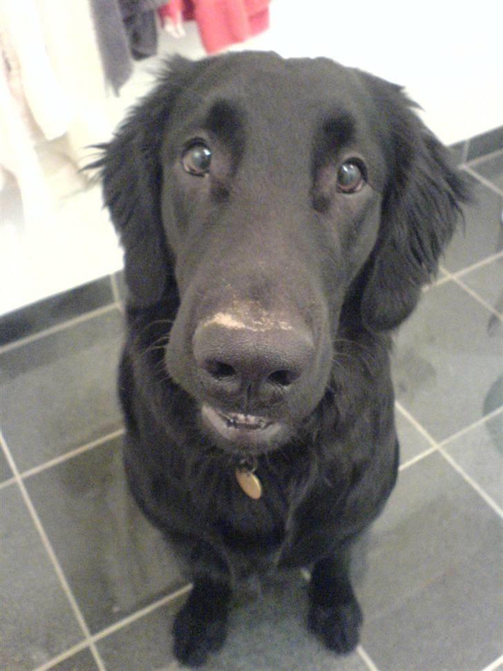Flat coated retriever Charlie - Elsker ham bare seriøst :D billede 2