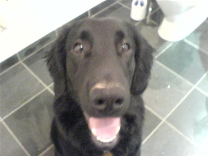 Flat coated retriever Charlie - Se ham lige :P :D <33 billede 3