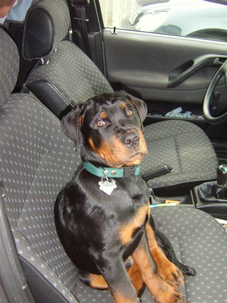 Rottweiler Victor - Skal vi snart afsted, jeg er klar... billede 12