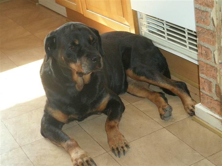 Rottweiler Zenta billede 6